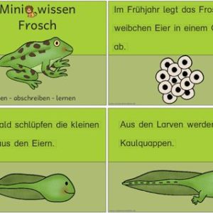 Miniwissen: Frosch