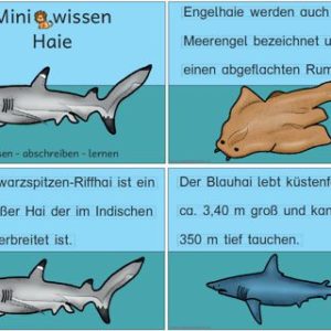 Miniwissen: Haie