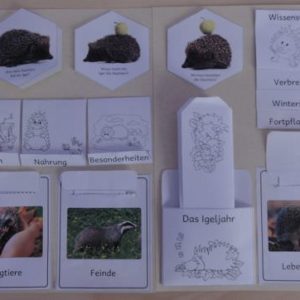 Lapbook Igel
