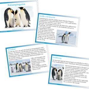 Wissenkartei Kaiserpinguine
