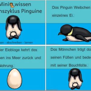 Miniwissen: Lebenszyklus Pinguin