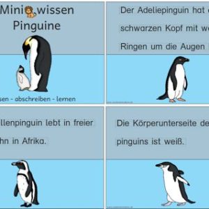 Miniwissen: Pinguine