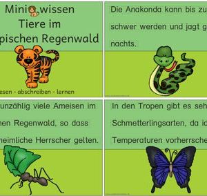 Miniwissen: Tiere im Tropischen Regenwald