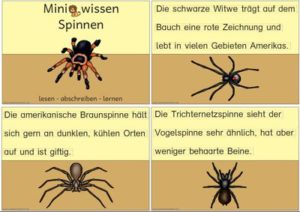 Miniwissen: Spinnen – Zaubereinmaleins Shop