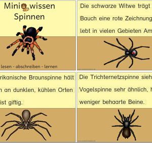 Miniwissen: Spinnen