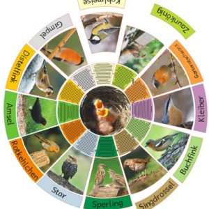 Legekreis heimische Vögel
