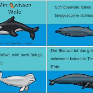 Miniwissen: Wale