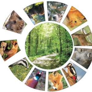 Minilegekreis Waldtiere