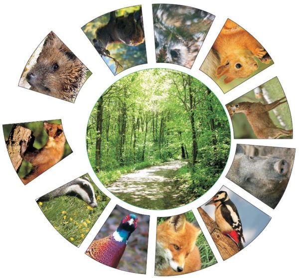 Minilegekreis Waldtiere