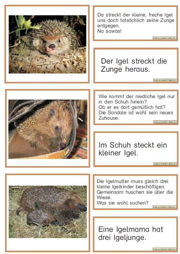 Lesezuordnungskarten: Igel