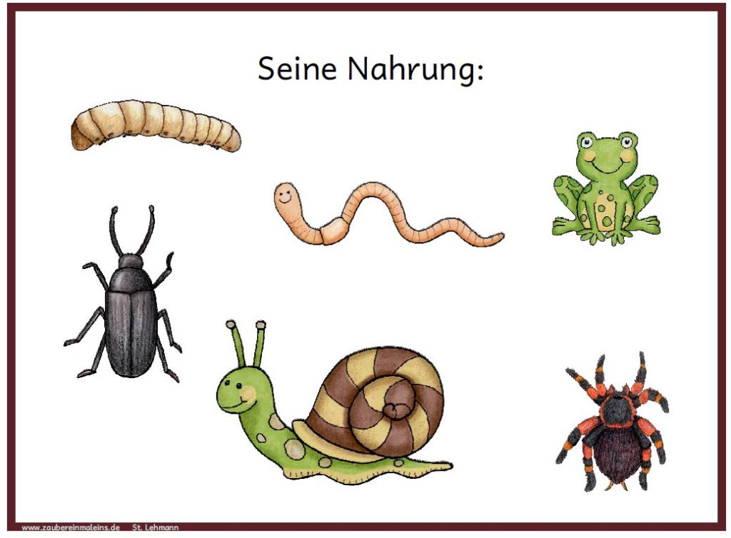  Alles über den Igel – Zaubereinmaleins Shop 