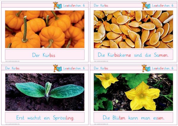 Lesekäferchen: Der Kürbis