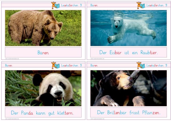 Lesekäferchen: Bären