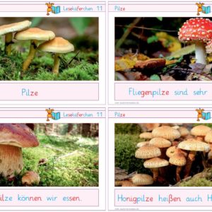 Lesekäferchen: Pilze