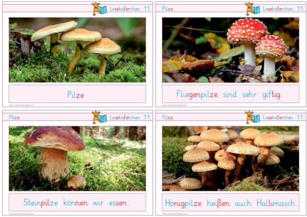 Lesekäferchen: Pilze
