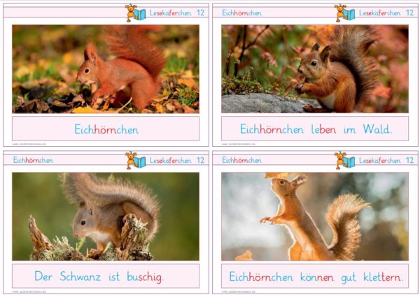 Lesekäferchen: Eichhörnchen