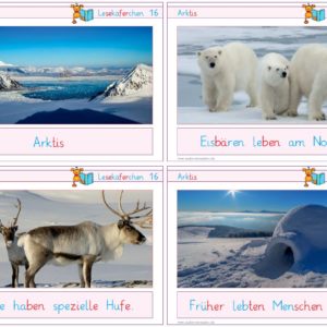 Lesekäferchen: Arktis