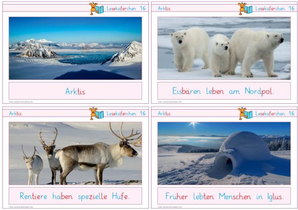 Lesekäferchen: Arktis