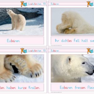 Lesekäferchen: Eisbären