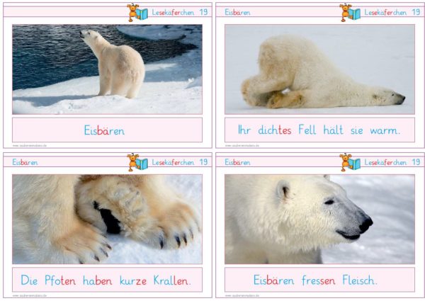 Lesekäferchen: Eisbären