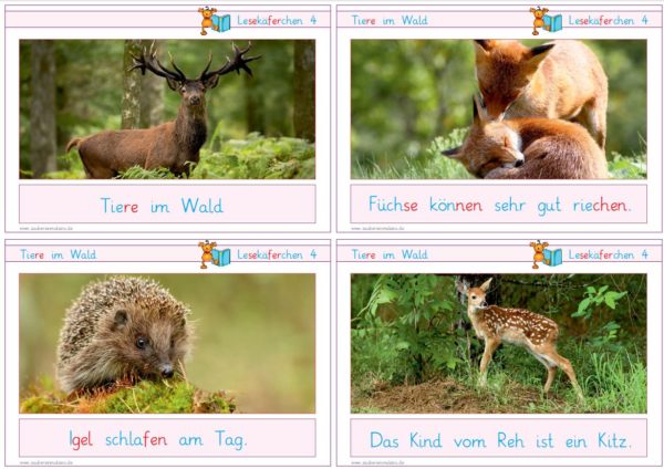 Lesekäferchen: Tiere im Wald
