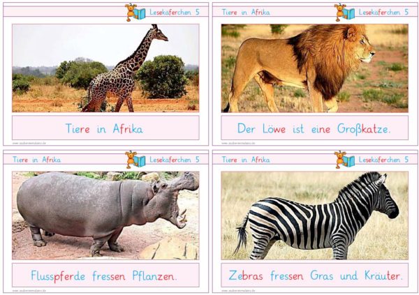 Lesekäferchen: Tiere in Afrika