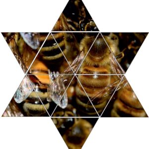 Fotolegestern Bienen