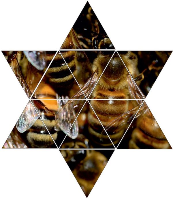 Fotolegestern Bienen