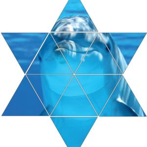 Fotolegestern Delfin