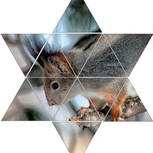 Fotolegestern Eichhörnchen
