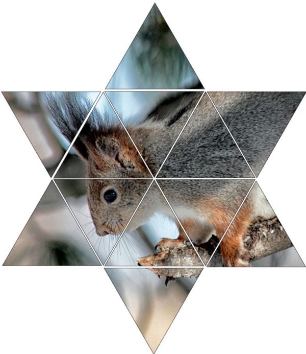 Fotolegestern Eichhörnchen