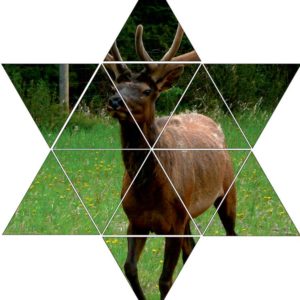 Fotolegestern Elch