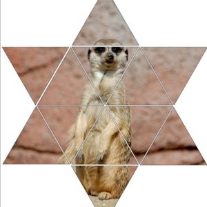 Fotolegestern Erdmännchen