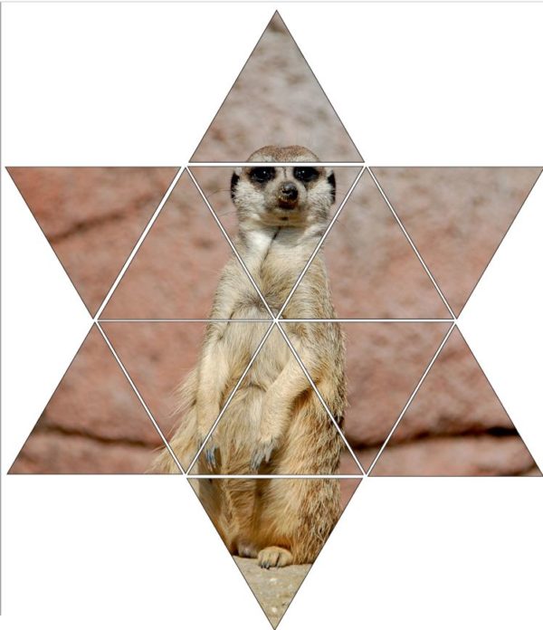 Fotolegestern Erdmännchen