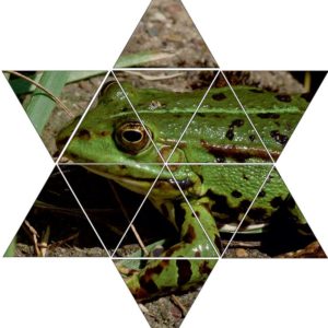 Fotolegestern Frosch