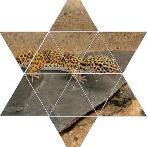 Fotolegestern Gecko