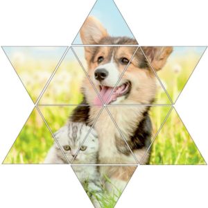 Fotolegestern Hund und Katze