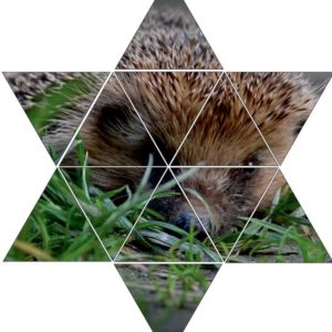 Fotolegestern Igel