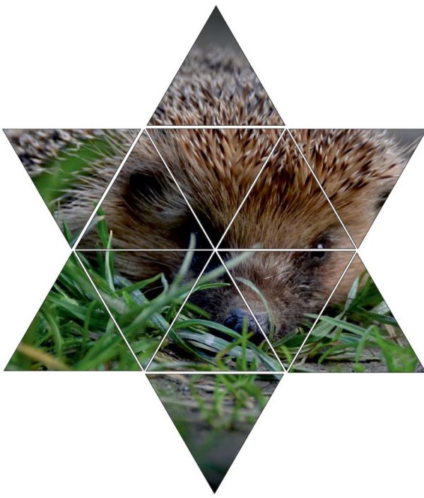 Fotolegestern Igel