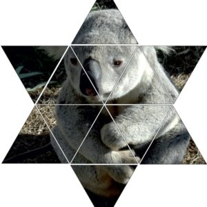 Fotolegestern Koala