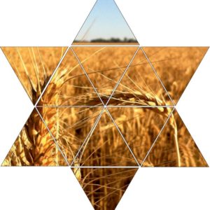 Fotolegestern Kornfeld