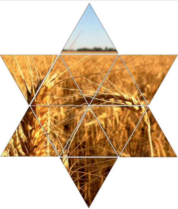 Fotolegestern Kornfeld