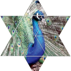 Fotolegestern Pfau