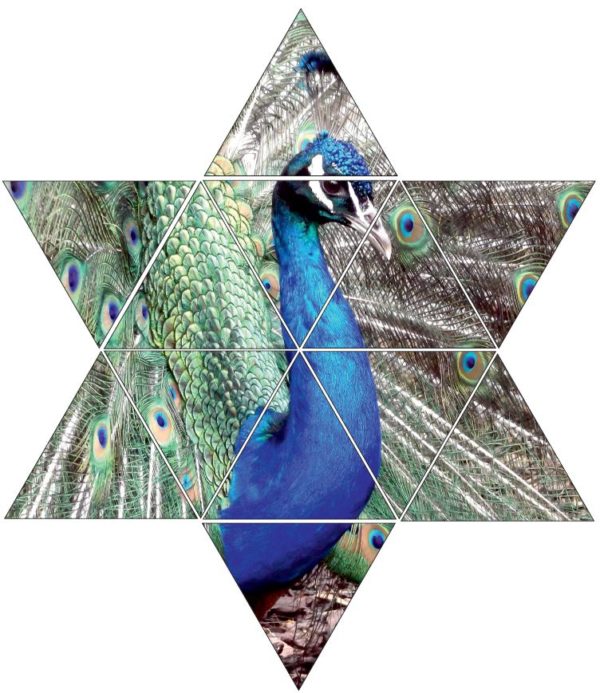 Fotolegestern Pfau