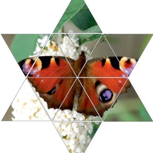Fotolegestern Schmetterling
