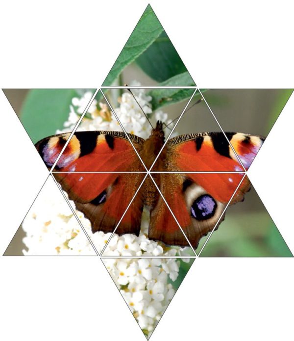 Fotolegestern Schmetterling