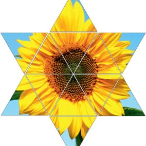 Fotolegestern Sonnenblume
