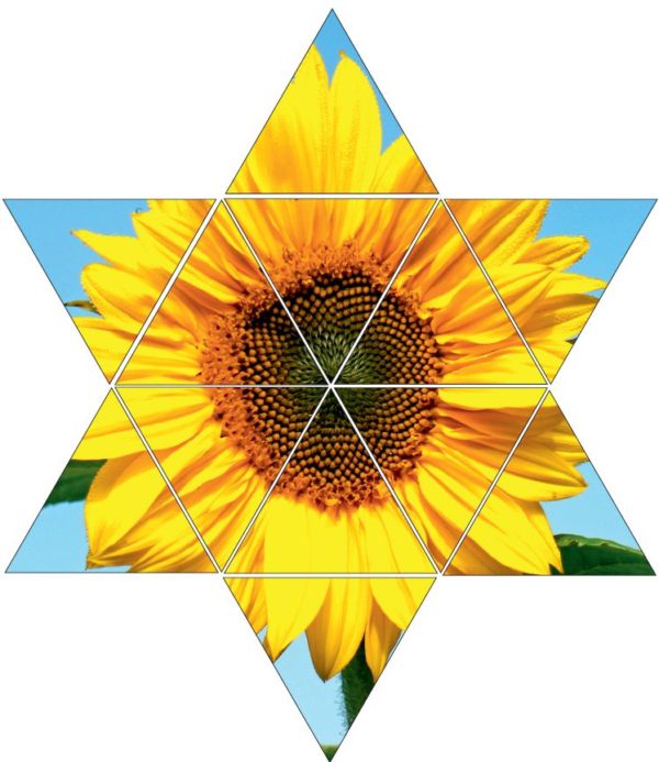 Fotolegestern Sonnenblume