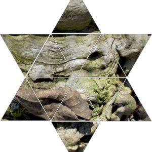 Fotolegestern Baumrinde