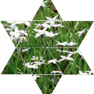 Fotolegestern Blumenwiese